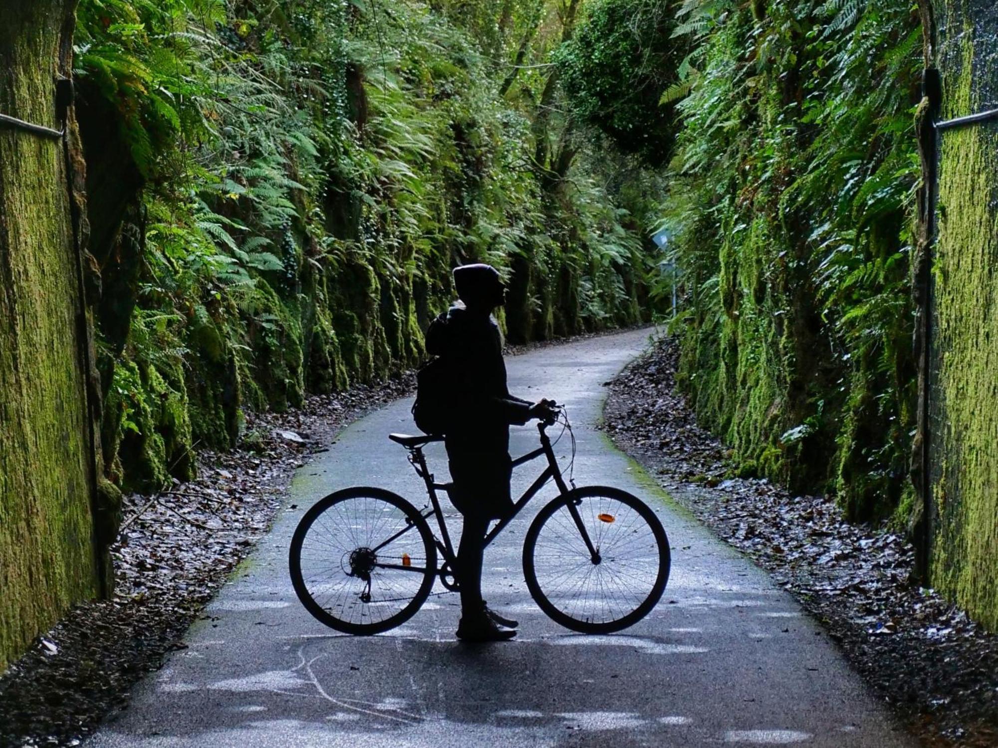 The Forest At Mount Congreve Gardens Kilmeaden Bagian luar foto