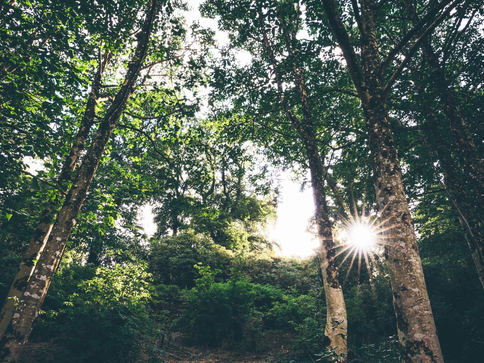 The Forest At Mount Congreve Gardens Kilmeaden Bagian luar foto