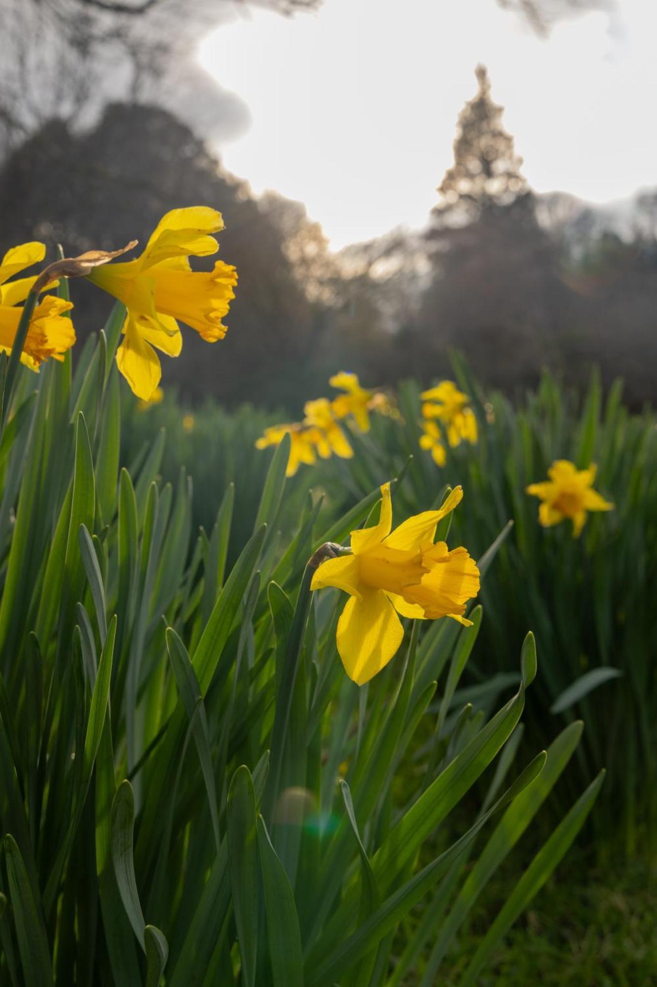 The Forest At Mount Congreve Gardens Kilmeaden Bagian luar foto